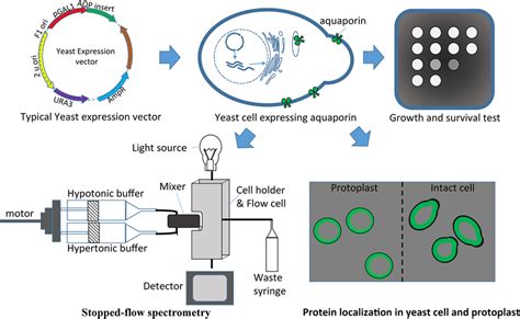 Yeast Heterologous Expression System Used To Evaluate Aquaporins Download Scientific Diagram