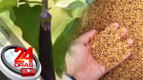 Golden Rice At Talong Na May Proteksyon Sa Peste Inisyuhan Ng Writ