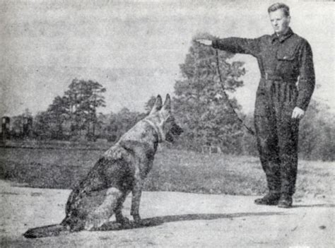 ГЛАВА IV. ДРЕССИРОВКА СЛУЖЕБНЫХ СОБАК [1963 Лужков Ф.М., Назаров В.П ...