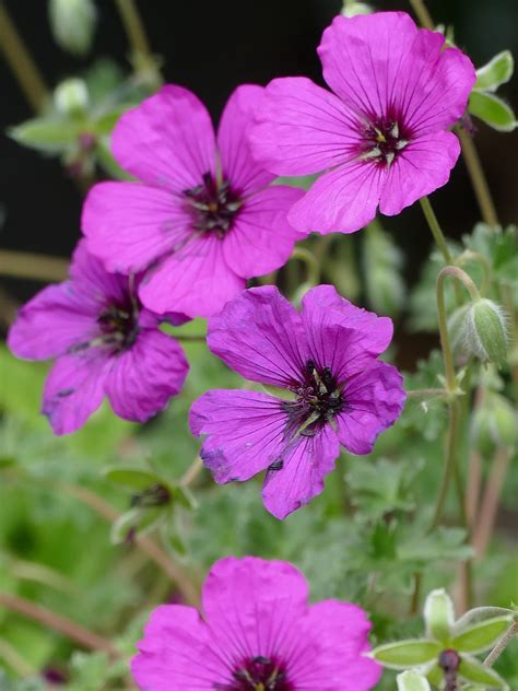 5 сиреневых многолетников, которые будут радовать вас своим красивым ...