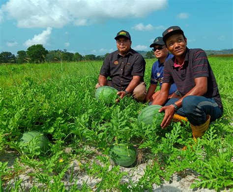 Petani Tembikai Terengganu Raih Pendapatan Rm Juta Bulan Ramadan