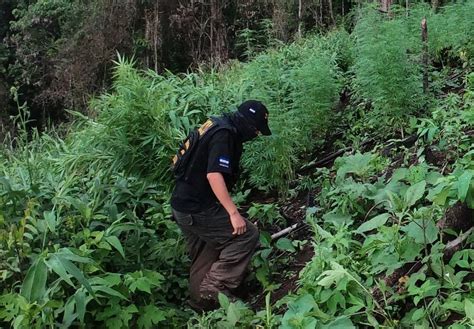 Fuerzas Armadas Encuentran Nueva Plantaci N De Droga En Col N Diario