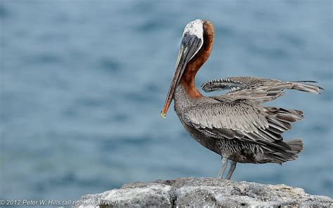 Pelican Brown Pelecanus Occidentalis Immature Galapagos World