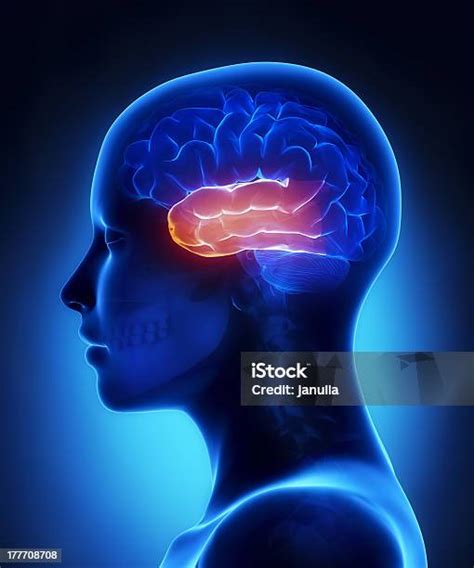 Temporal Lobe Female Brain Anatomy Lateral View Stock Photo Download