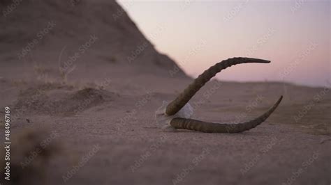 Skull with horns of a dead gazelle lie on the sand in the desert. Goitered gazelle horns in the ...