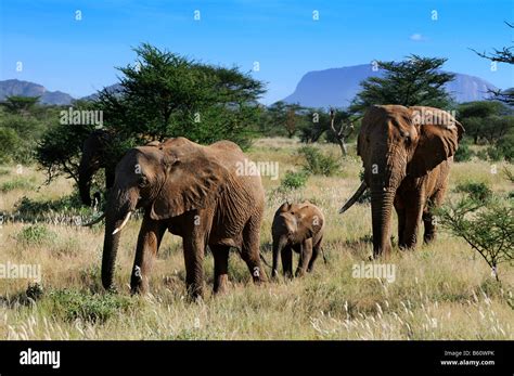 African Bush Elephants Loxodonta Africana Cow Calf And Bull Walking