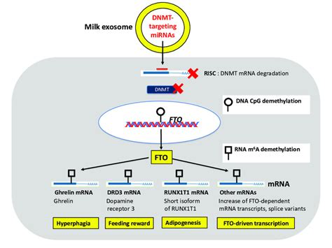 Working Model Of Milk Mediated Epigenetic Actication Of Fat Mass And