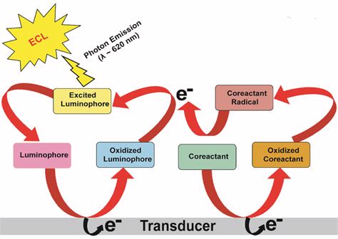 Schematic Illustration Of Ecl Mechanism And Its Generation On Electrode