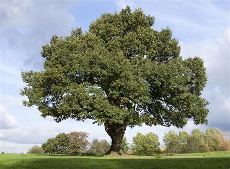 About Oak Trees Hunker Oak Tree Diseases Nature Tree Landscape Trees