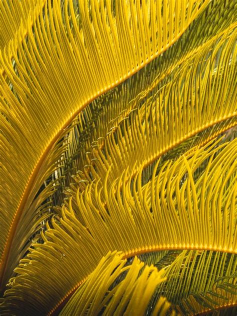 Yellow Palm Leaves Art Print By Florian Schleinig Fy