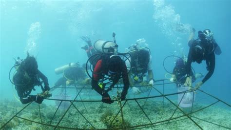 Bbc Future Could Electric Biorocks Save Coral Reefs