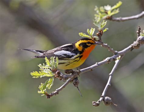 Birds In Illinois The 35 Most Popular Species Youll Recognize