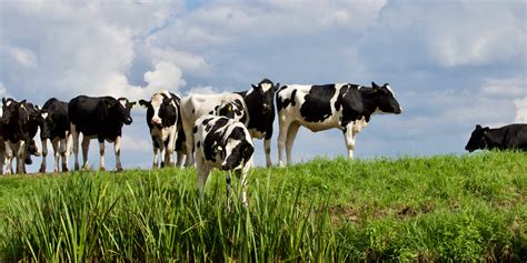 Bem estar para vacas leiteiras cuidando das instalações e do ambiente