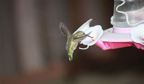 Tips for Placing Your Hummingbird Feeder | Talmage Farm Agway