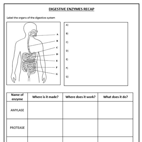 Digestive Enzyme Worksheet Answers