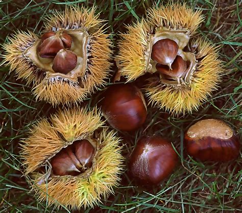 Chinese Chestnut Tree Facts Uses And Planting Tips Hubpages