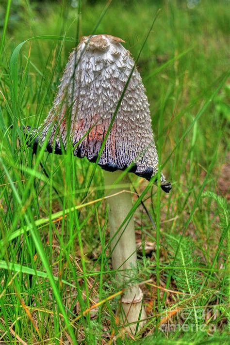 Inky Cap Mushroom Photograph by Tony Baca - Pixels