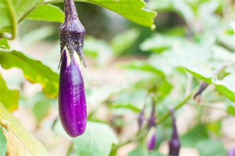 Ripe Eggplant Purple On Tree In Garden Stock Photo Image Of Farm