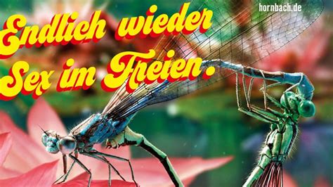 Hornbach Zeigt Insekten Beim Sex