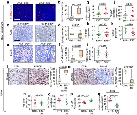 Loss Of Elf Fbxw Stabilizes Ifngr To Promote The Growth And