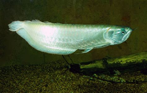 Silver Arowana