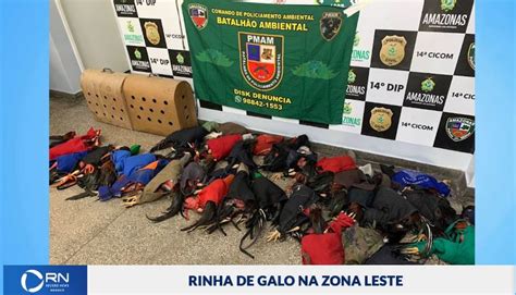 Polícia prende 25 pessoas por promoverem rinha de galos na zona leste