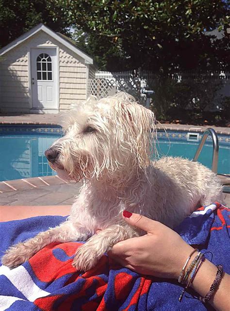 White Terrier Poodle Mix