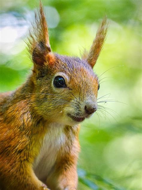 Animal Hybrids - GANNON BAILEY