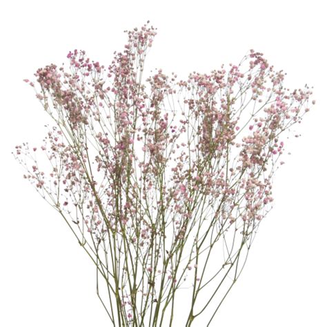 Dried Flowers Pink Gypsophila Bunch Blosmi Suszone Kwiaty I Trawy