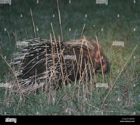 Crested Porcupine Night Maasai Mara Park Kenya Stock Photo Alamy