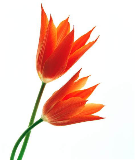 M U Images Flower Background Orange P Cho Thi T K Thi P C I V