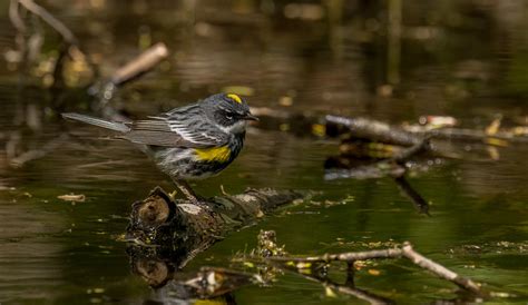 Paruline A Croupion Jaune2 7816 Josee Normandeau Flickr