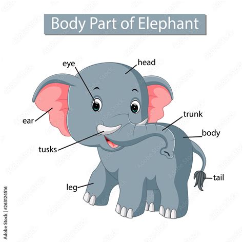 Diagram showing body part of elephant Stock Vector | Adobe Stock