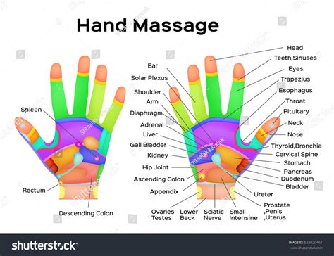 Parts Of Hand Palm Anatomy