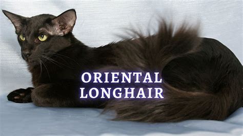 Oriental Longhair: Care, Personality and History of the Breed