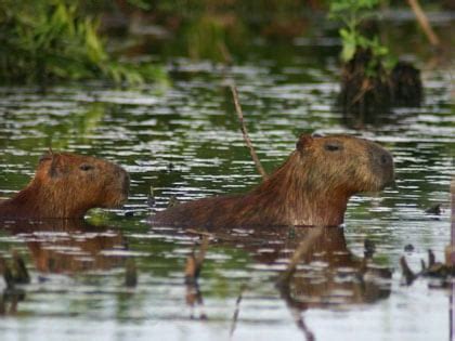 Capybara Swimming Facts