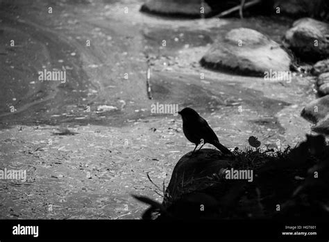 Japanese Garden In Buenos Aires Argentina Stock Photo Alamy