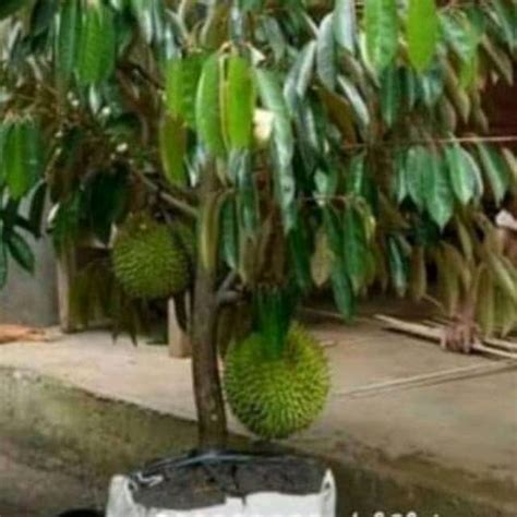 Bibit Durian Musangking Lazada Indonesia