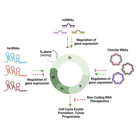 The Crosstalk Between Non Coding Rnas And Cell Cycle Events A New Frontier In Cancer Therapy