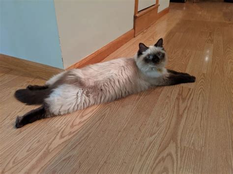 Qu Es El Splooting Y Por Qu Lo Hacen Los Gatos Gatosragdoll Store