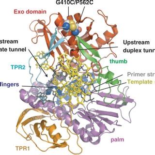 Ribbon representation of ϕ29 DNA polymerase binary complex