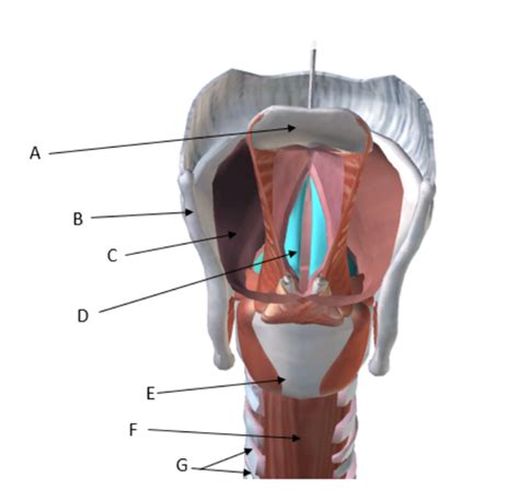 Throat Diagram | Quizlet