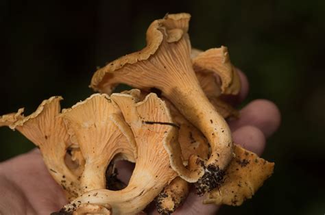 Cantharellus Lateritius Berk Singer Colombian Fungi Made Accessible