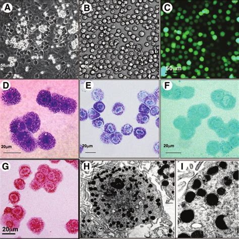 Cynomolgus monkey embryonic stem (ES)-derived cobblestone (CS)-like ... 