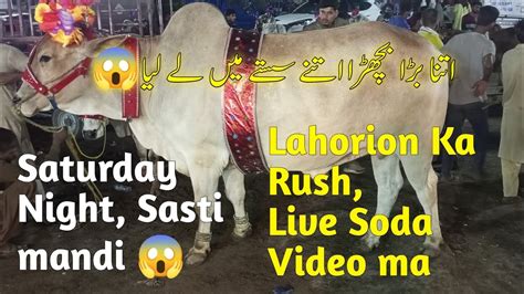 Shahpur Kanjra Mandi Lahore 2023 Today Saturday Night Update Cow