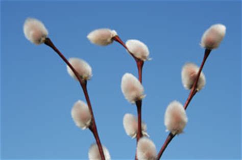 Starting A Pussy Willow Plant From A Branch Thriftyfun