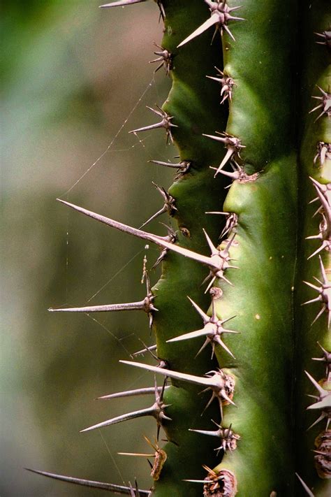 Cactaceae Mais Aguda Espinhoso Foto Gratuita No Pixabay