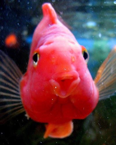 Flowerhorn The Hybrid Cichlids: Blood Parrot cichlid - General information