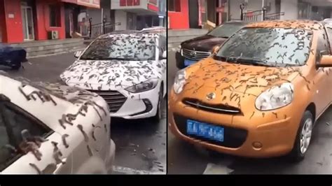 'Worm rain' falls from sky in China leaving people baffled - News - LADbible