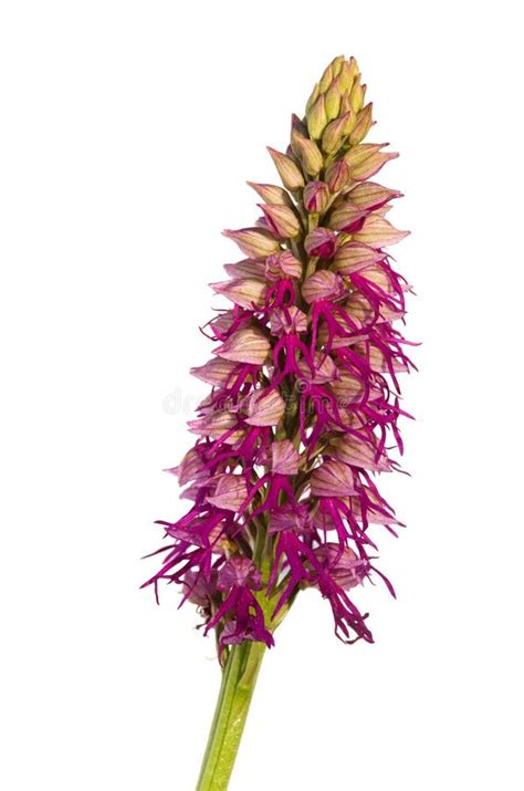 Naked Man Orchid Plant Orchis Italica Stock Photo Image Of Orchid Pink